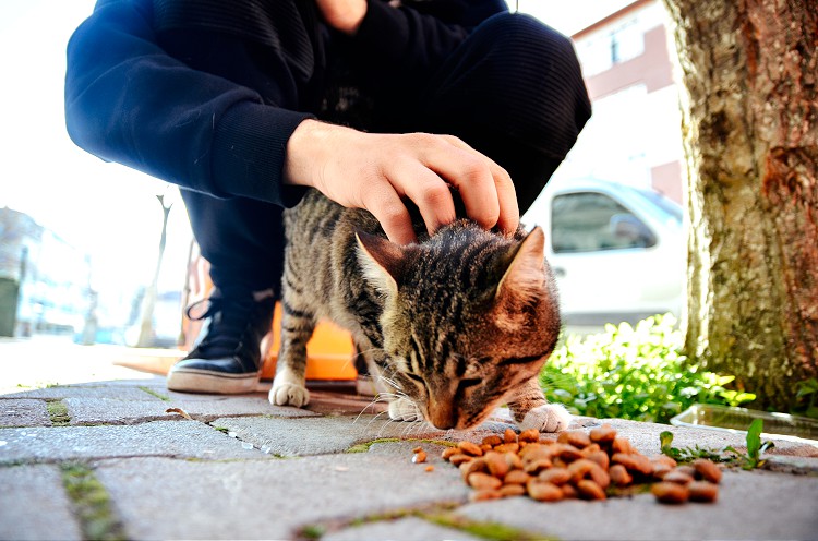 Baba ve Oğul Kedi Beslediği İçin Silahlı Saldırıya Uğradı